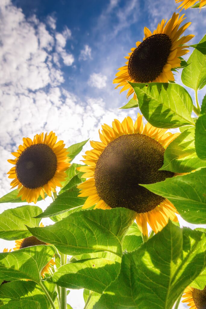 tall yellow sunflowers against a bright blue sky w 2024 09 17 04 57 39 utc scaled
